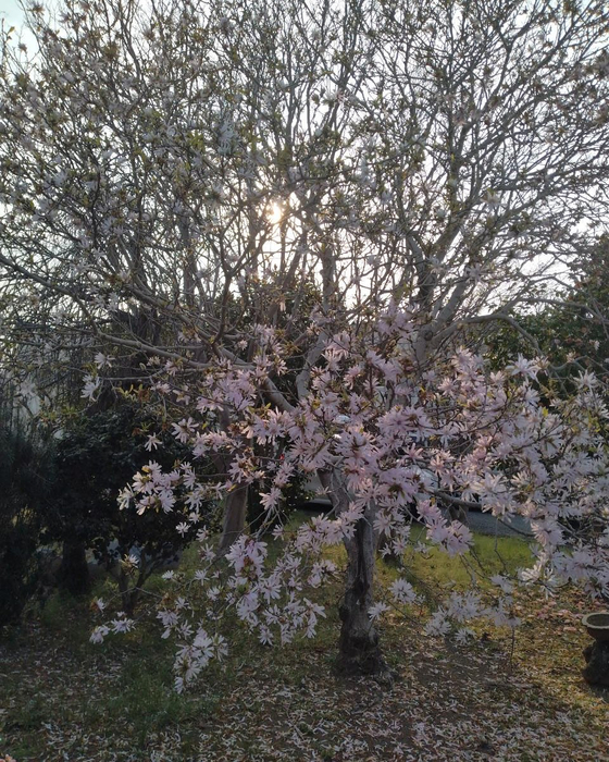 画像1039