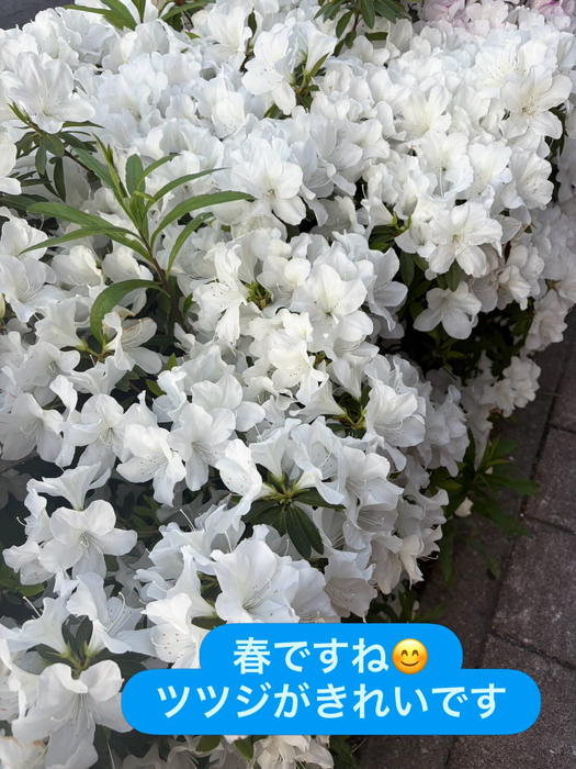 画像1977