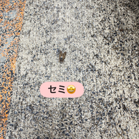 画像2294