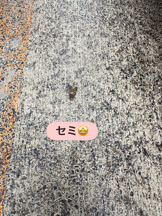 画像2294